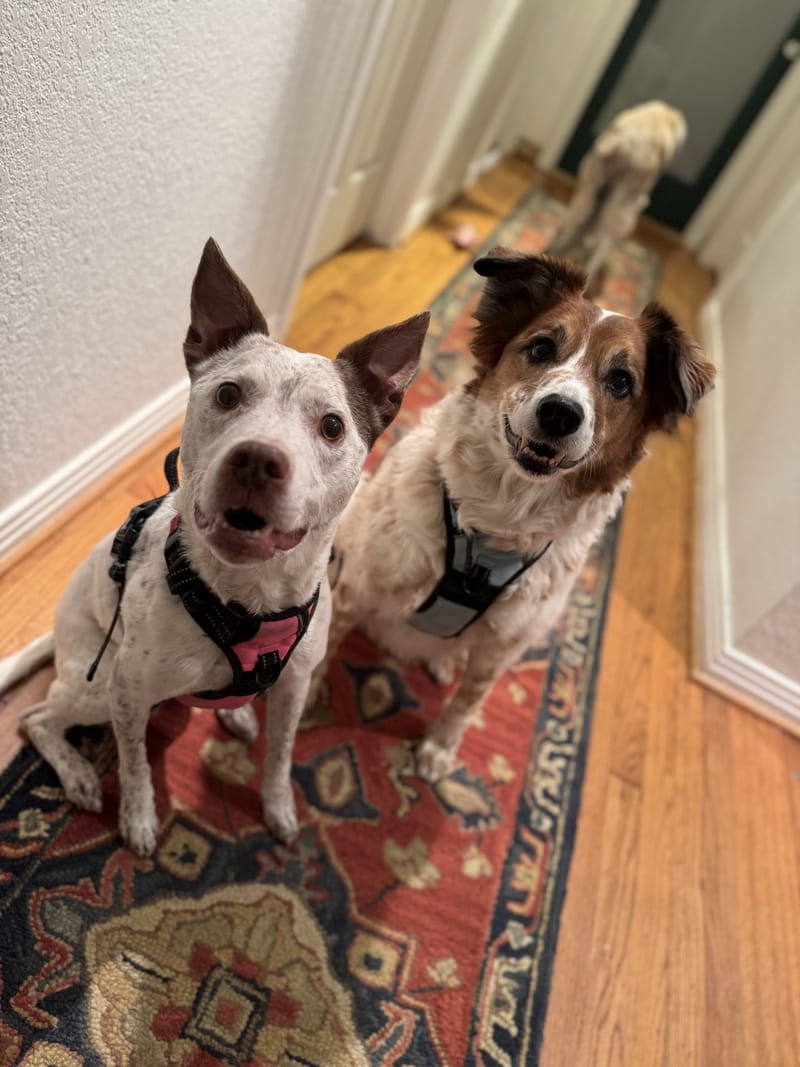 Pep and Flynn