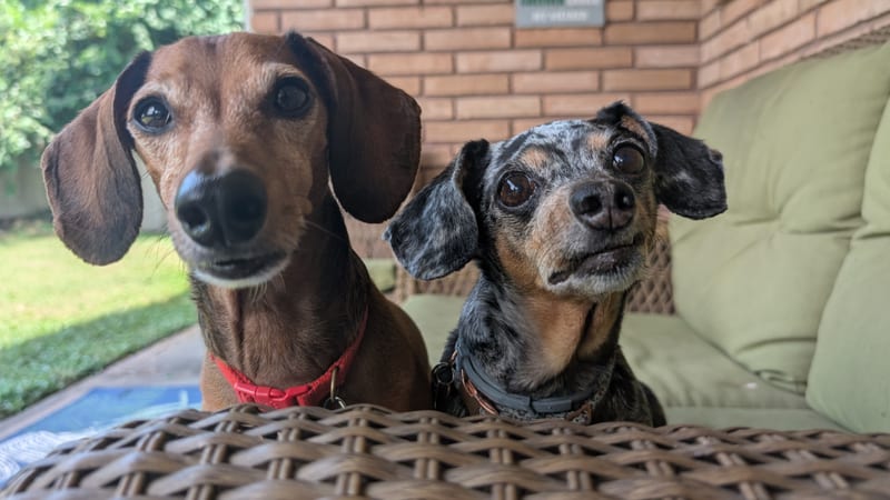 Puppy and Parker