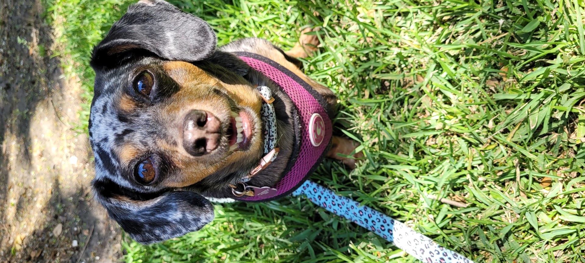 A speckled dapple dachshund, a happy Shaggy Chic client dog, on a walk