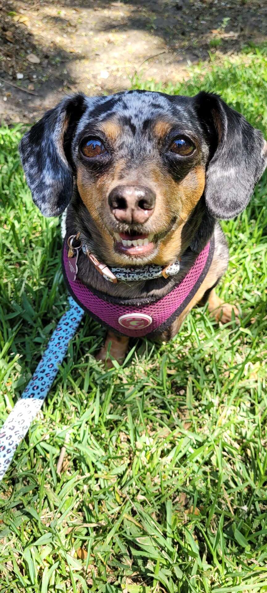 A speckled dapple dachshund, a happy Shaggy Chic client dog, on a walk