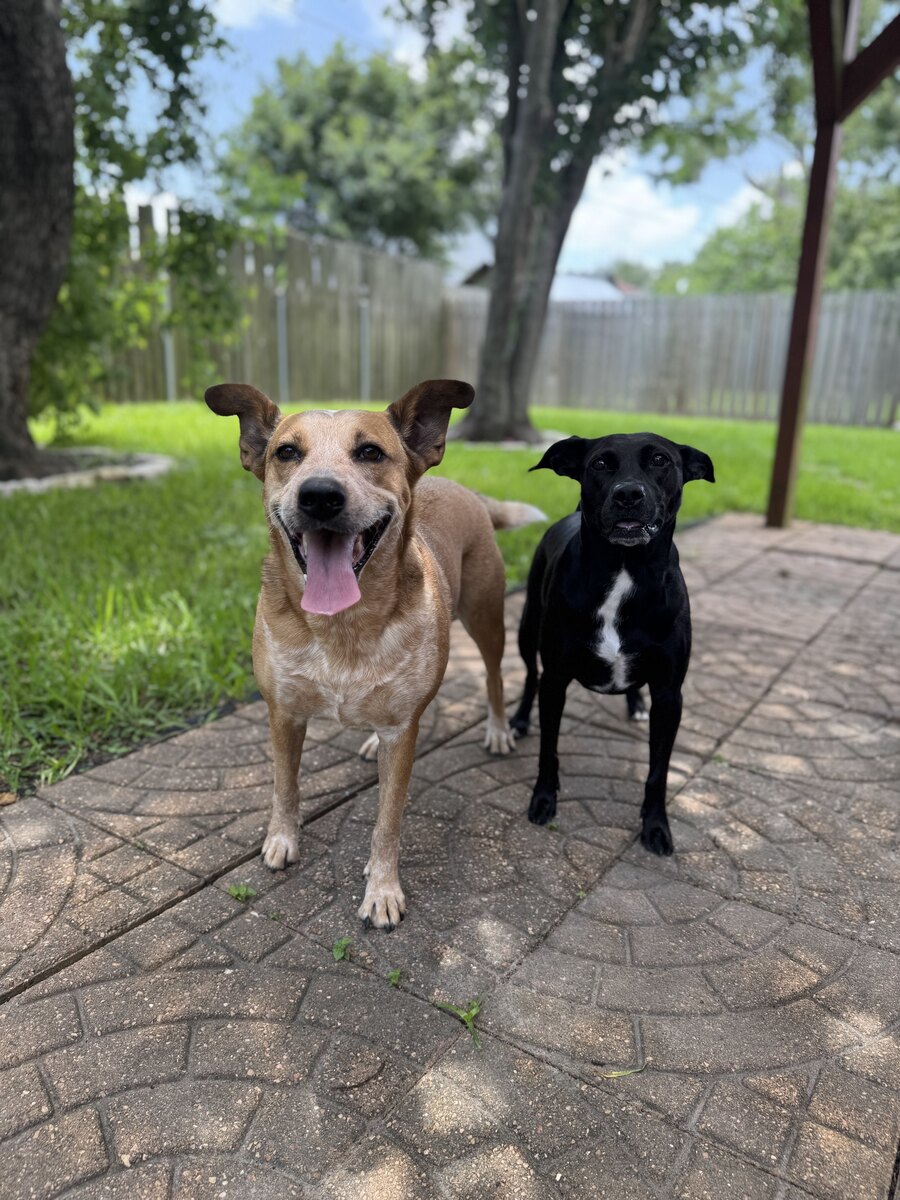 Frenchie and Toast, Sarah's two dogs