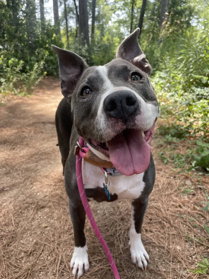 A happy grey and white pit bull standing on a forest trail